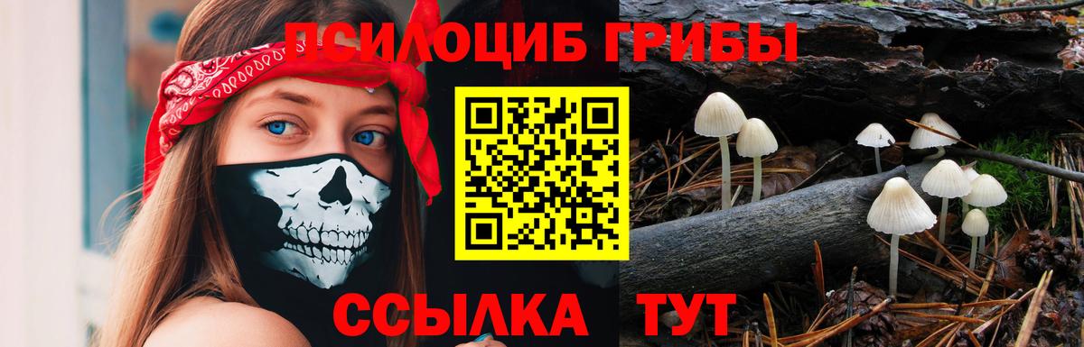 Псилоцибиновые грибы Psilocybe Красноярск